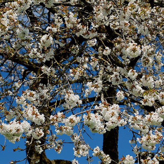 zuhaeusl-am-chiemsee-impressionen-fruehling-beitragsbild
