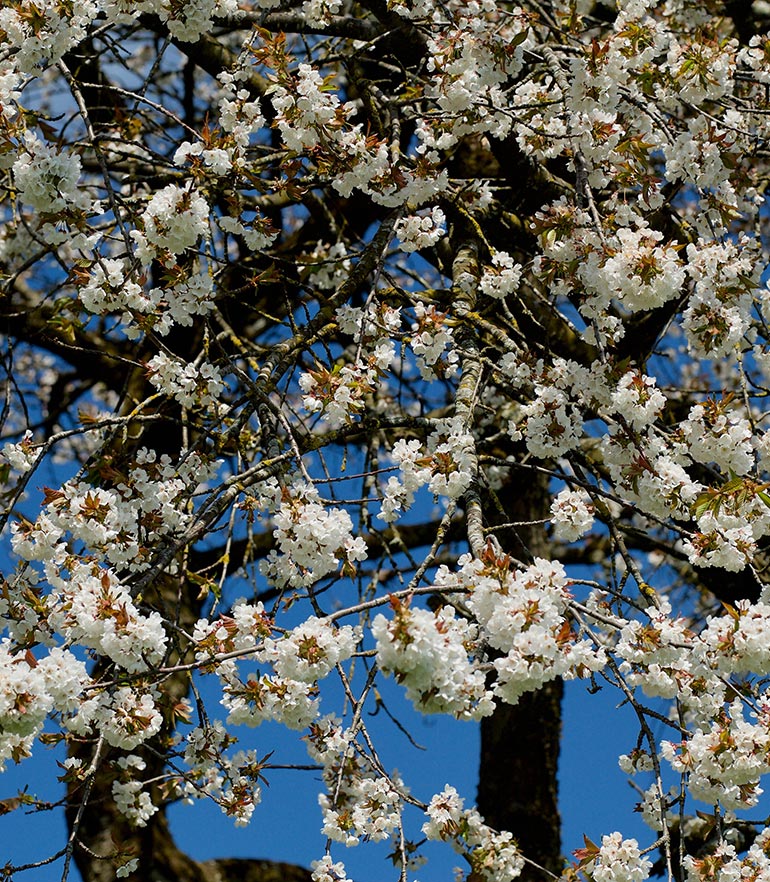 zuhaeusl-am-chiemsee-impressionen-fruehling-content-1