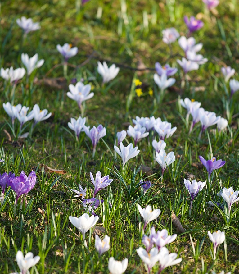 zuhaeusl-am-chiemsee-impressionen-fruehling-content-4