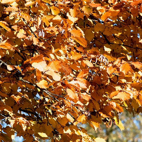 zuhaeusl-am-chiemsee-impressionen-herbst-beitragsbild