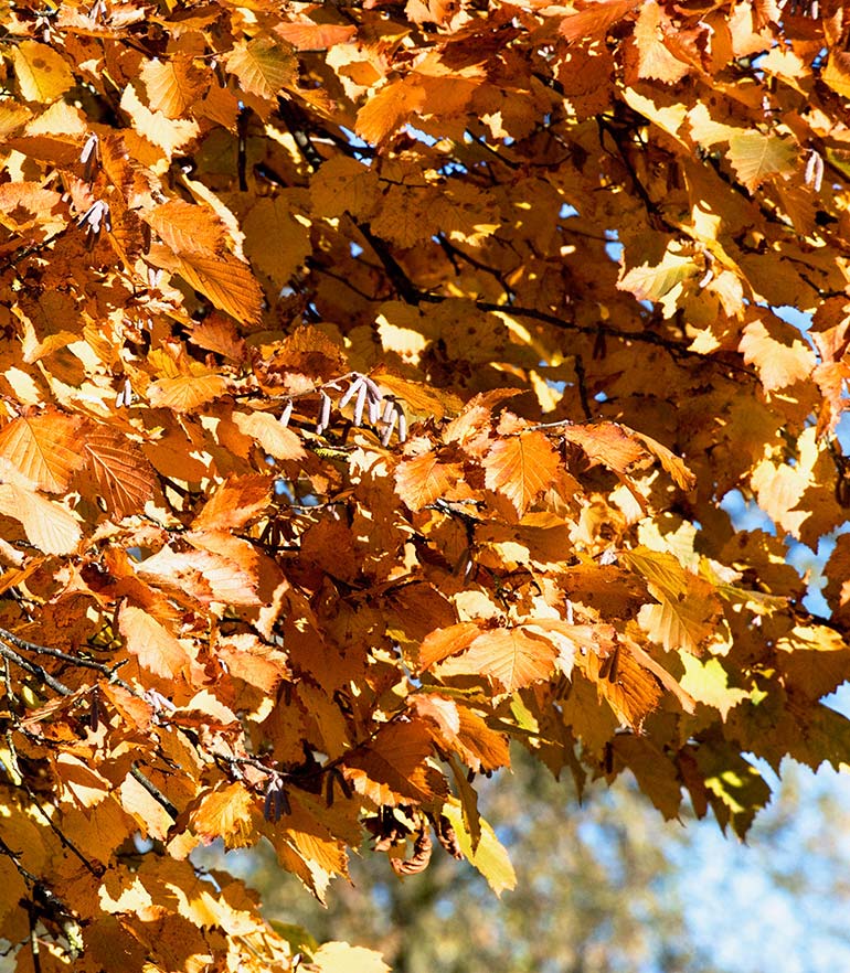 zuhaeusl-am-chiemsee-impressionen-herbst-content-1