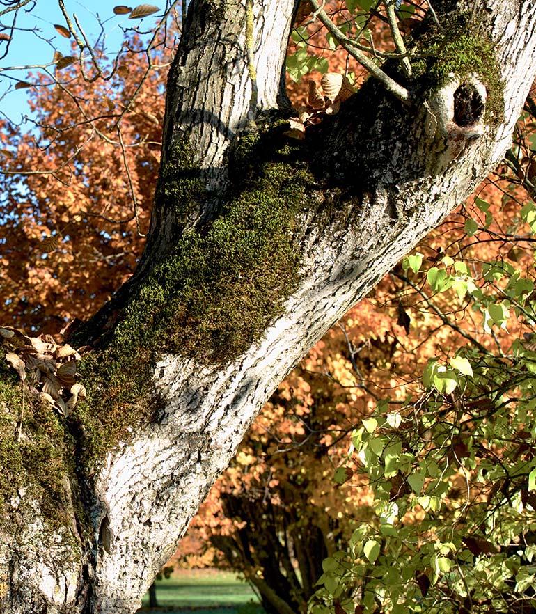 zuhaeusl-am-chiemsee-impressionen-herbst-content-4
