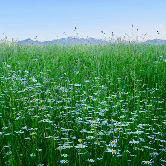zuhaeusl-am-chiemsee-impressionen-sommer-beitragsbild