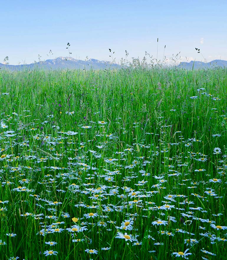zuhaeusl-am-chiemsee-impressionen-sommer-content-1