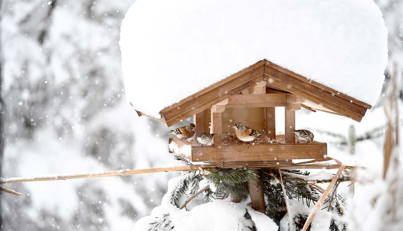 zuhaeusl-am-chiemsee-impressionen-winter-content-2