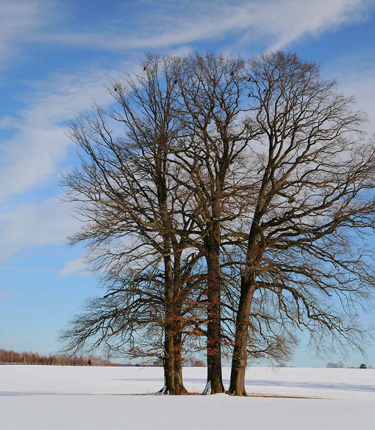 zuhaeusl-am-chiemsee-impressionen-winter-content-4
